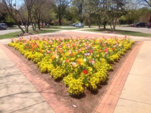 Flowers at WFU